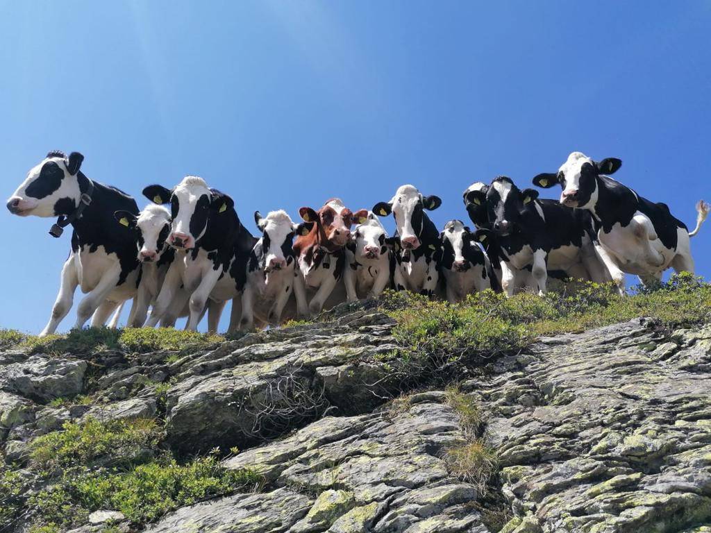 Landwirtschaft - Hotel wöscherhof