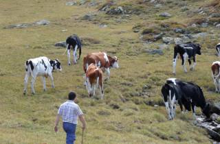 Kühe auf unserer Weide in Uderns im Zillertal